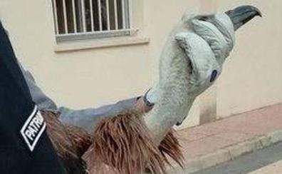 El buitre capturado por los agentes./Policía Local