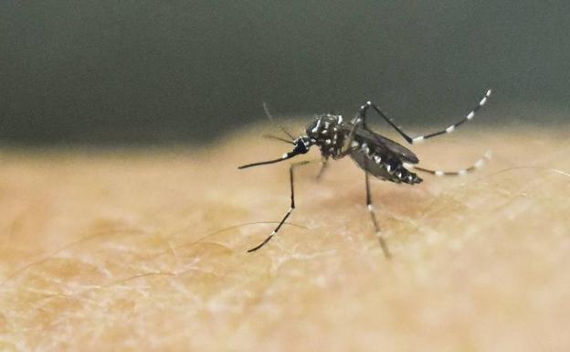 Un estudio advierte del elevado riesgo de dengue en la Región