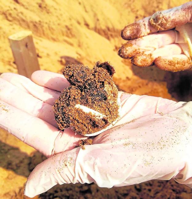 Nacen las primeras tortugas bobas de Calblanque