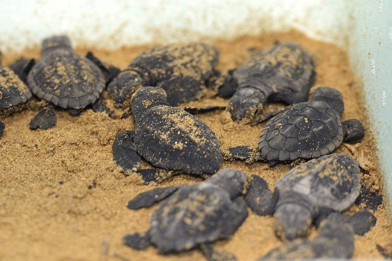 Las primeras tortugas bobas nacidas en un siglo en la Región de Murcia