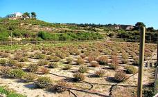 La trufa del desierto extiende su micelio