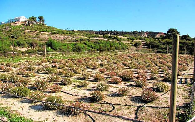 La trufa del desierto extiende su micelio