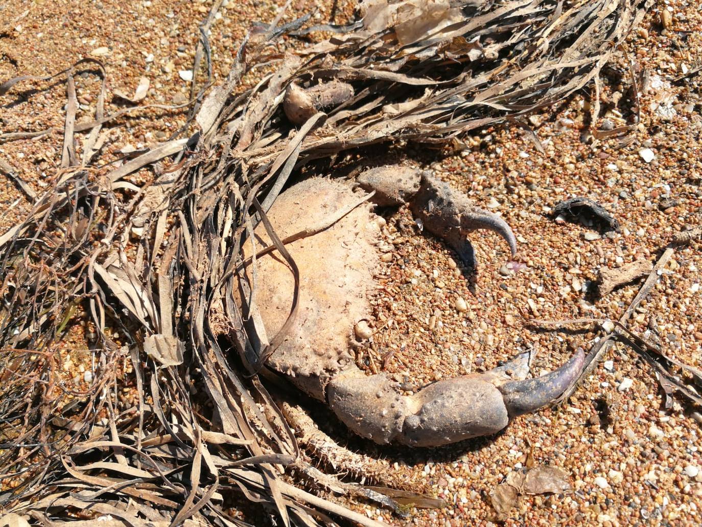 Miles de peces sin vida en el Mar Menor