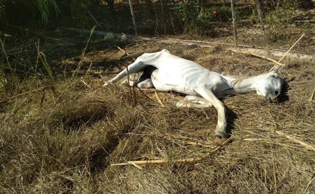 Rescatan a un caballo famélico en una zona de huerta de Lorquí