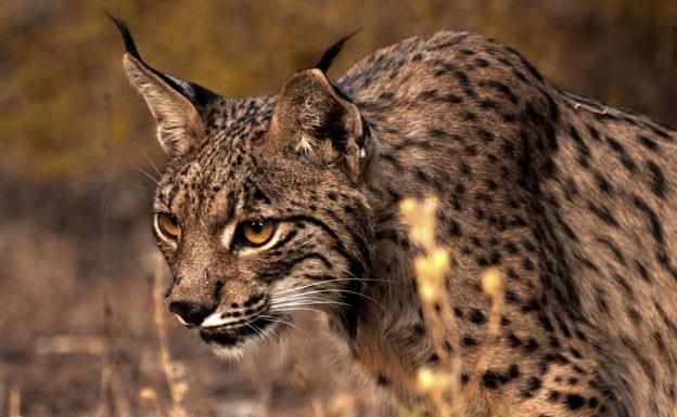 Mueren cuatro linces a manos de cazadores en Castilla-La Mancha