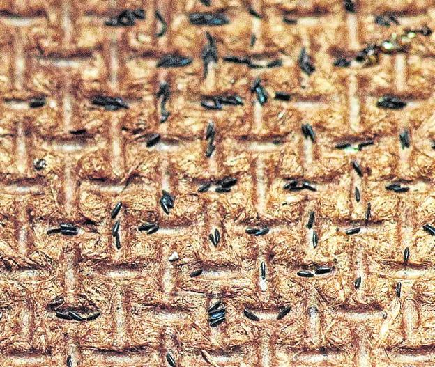 Un molesto vecino favorecido por el cambio climático