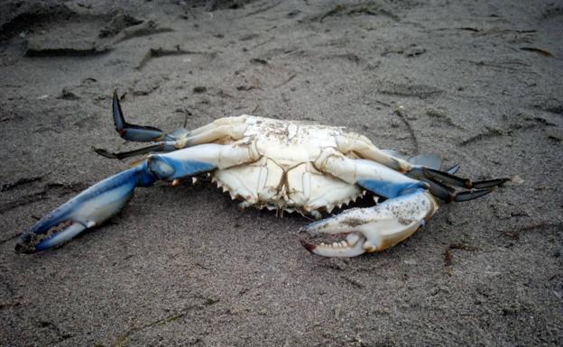 La Fiscalía abre una investigación por la muerte de miles de peces y crustáceos en el Mar Menor