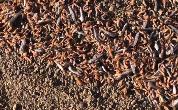 Miles de langostinos yacen muertos a orillas de la laguna salada