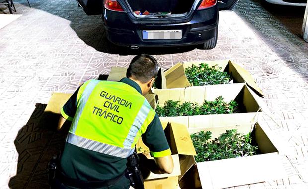 Sorprendidos en Totana cuando transportaban 505 plantas de marihuana en el coche