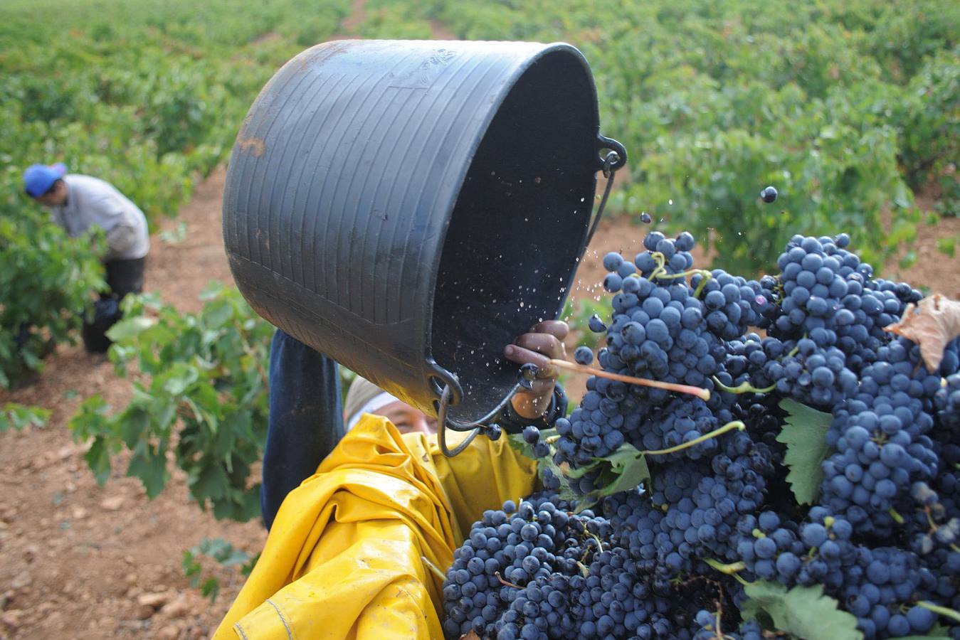 Las exportaciones de limón, vino y queso a EE UU chocan desde hoy con los aranceles de Trump