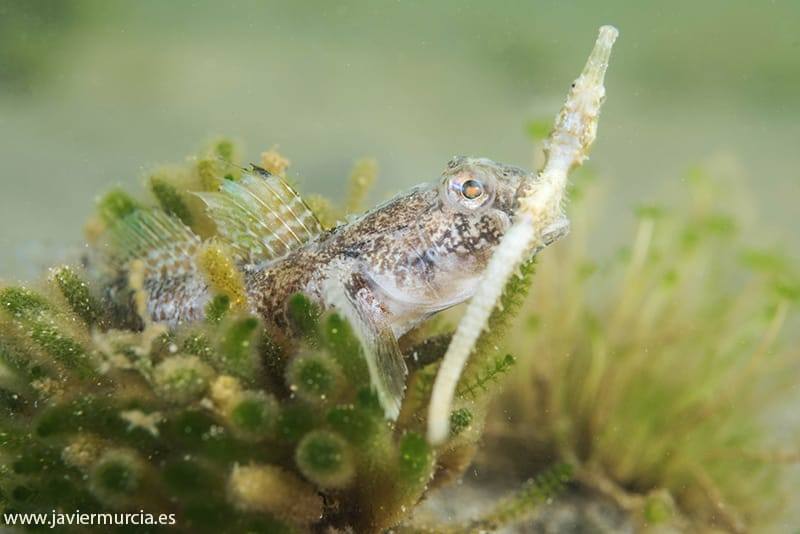 Lucha a muerte en el Mar Menor