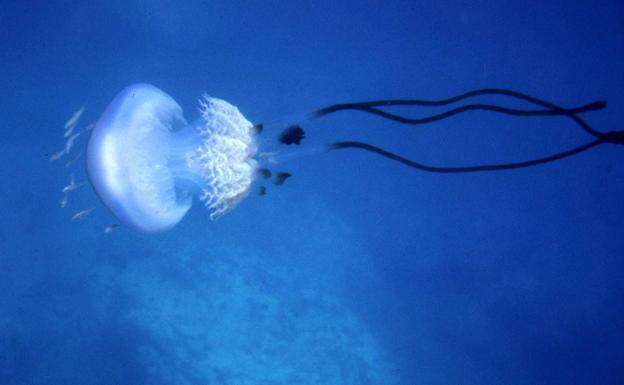 Nuevo avistamiento en el Mediterráneo de una medusa gigante