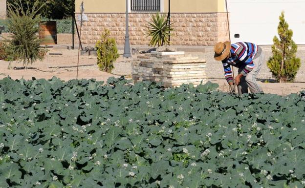 La CHS incrementa el canon de regulación de aprovechamientos con agua de regadío en Lorca