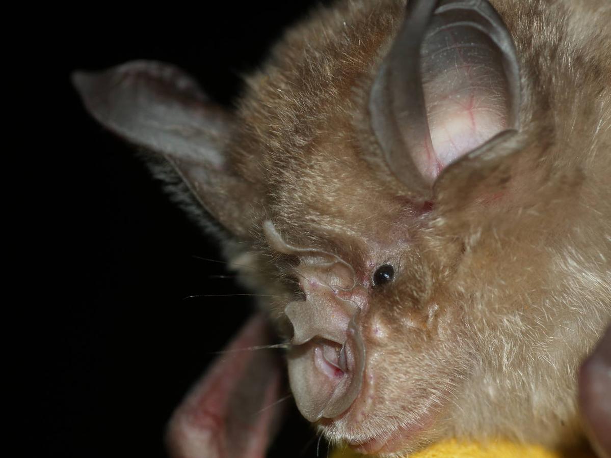 El Noroeste quiere a los murciélagos