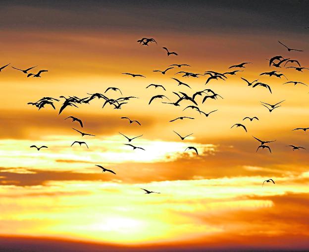Los pájaros abandonan el campo