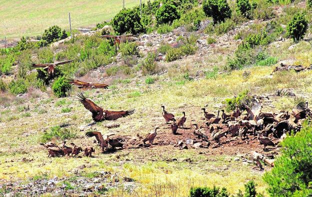 La televisión trajo de vuelta al buitre