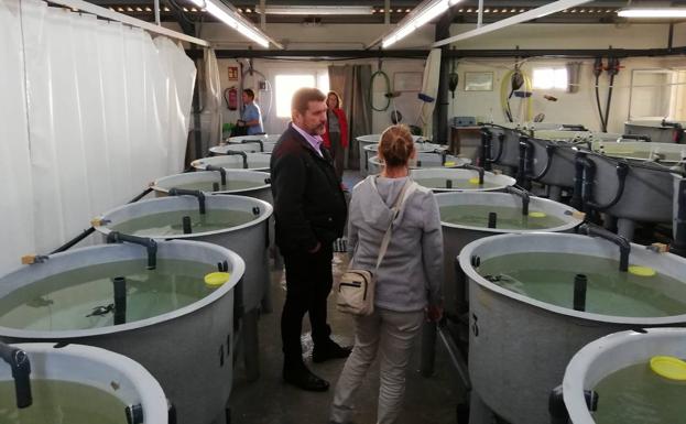 Las tortugas bobas nacidas en Calblanque reciben cuidados en el Centro de Acuicultura Marina de San Pedro