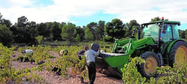 La vendimia cierra en Yecla con menos uva, 12,7 millones de kilos, pero de gran calidad