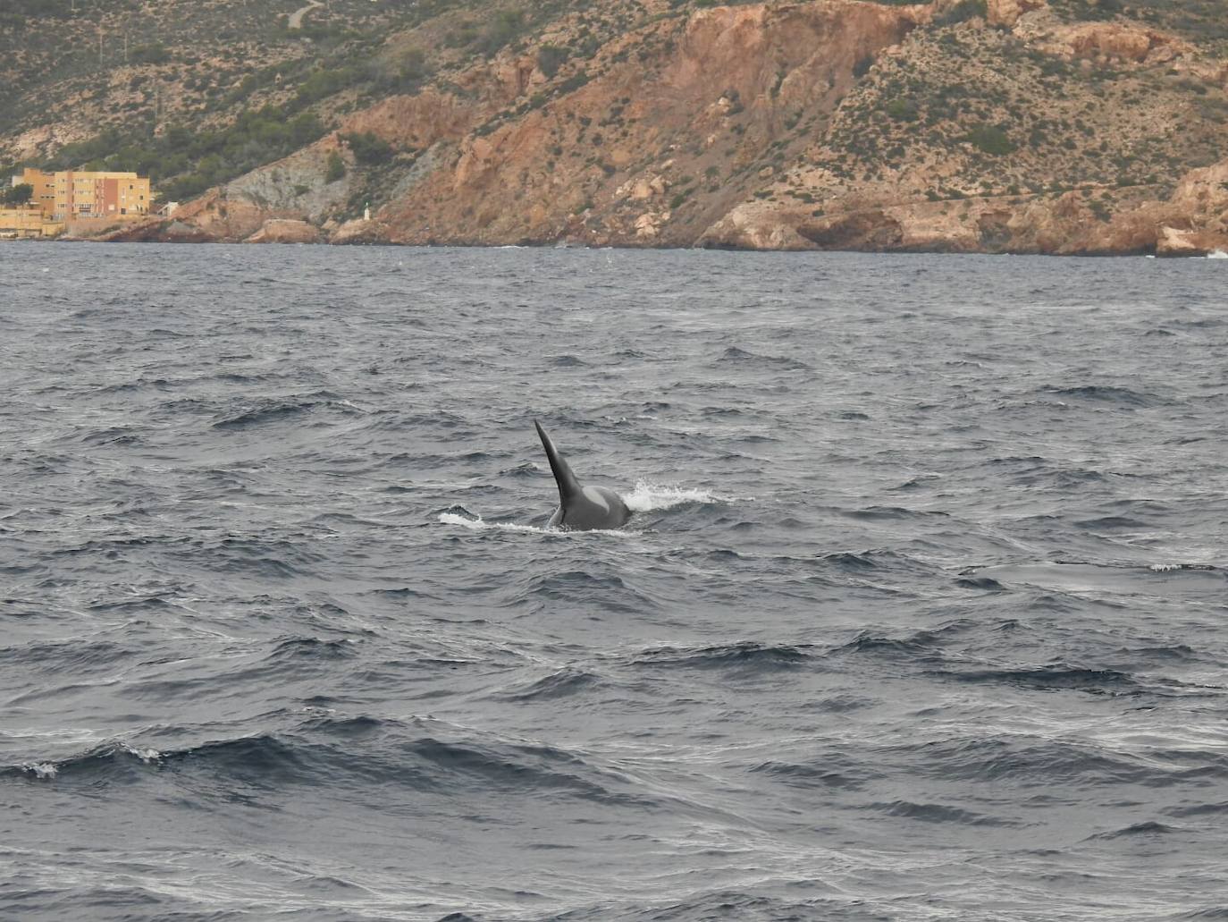 Avistamiento «excepcional» de cuatro orcas en Cartagena