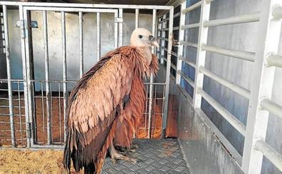 Rescatan en Puerto Lumbreras un buitre leonado