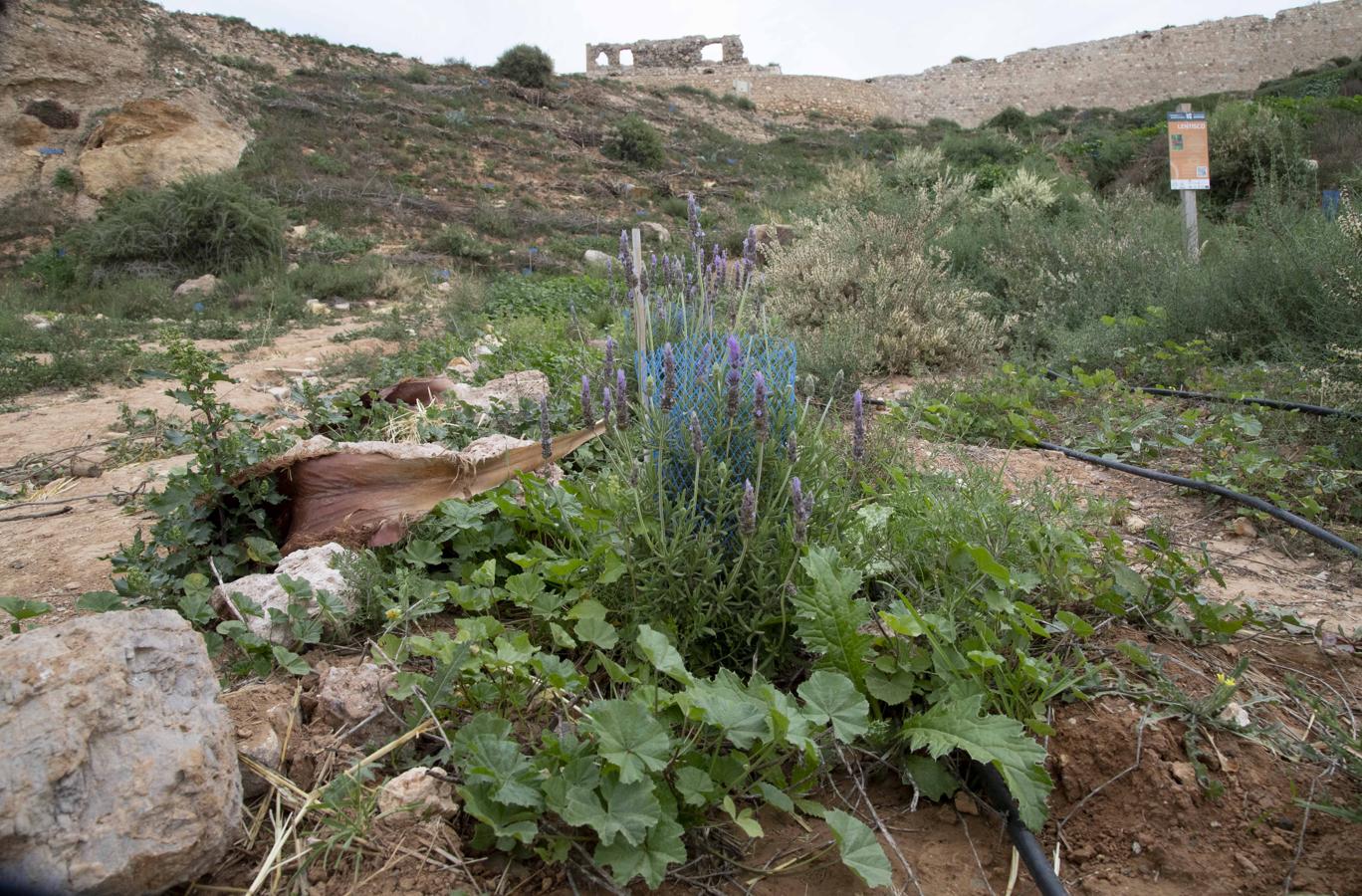 Un plan municipal prevé la revegetación en 2020 de al menos seis zonas cercanas al casco urbano