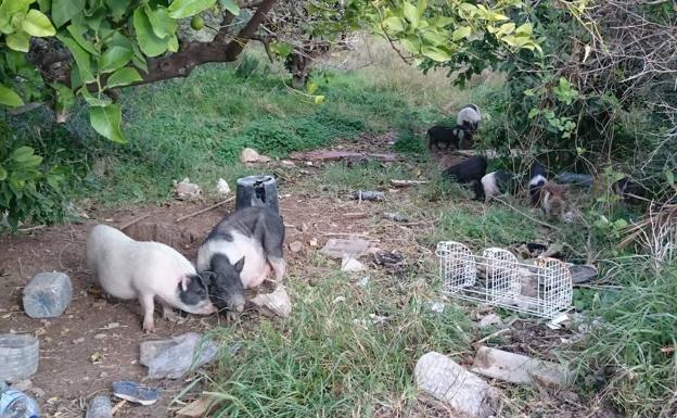 Encuentran nueve cerdos abandonados en Churra