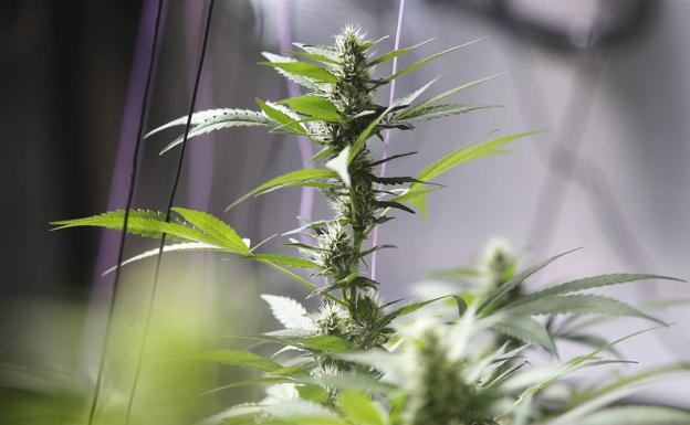 Un 'narco' cultivaba 'maría' en una nave alquilada al pedáneo de Vox en Aljucer