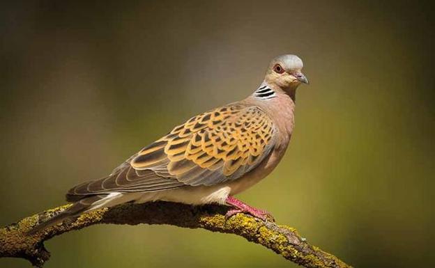 La caza de la tórtola se mantiene pese a las advertencias de la Fiscalía y Bruselas