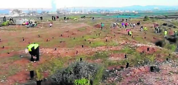 Plantan 2.000 árboles en una finca de la diputación