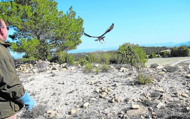 Cierran la zona de nidificación del águila real en Sierra Espuña