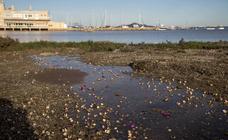 Denuncian la aparición de centenares de berberechos muertos en Los Urrutias