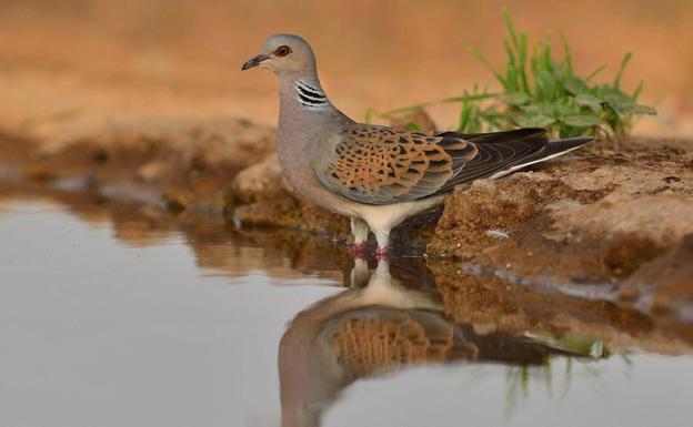 Medio Ambiente aplaza su decisión sobre la caza de la tórtola común