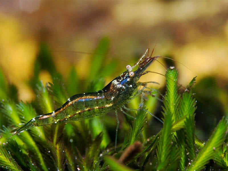 La mejor cara del río Segura