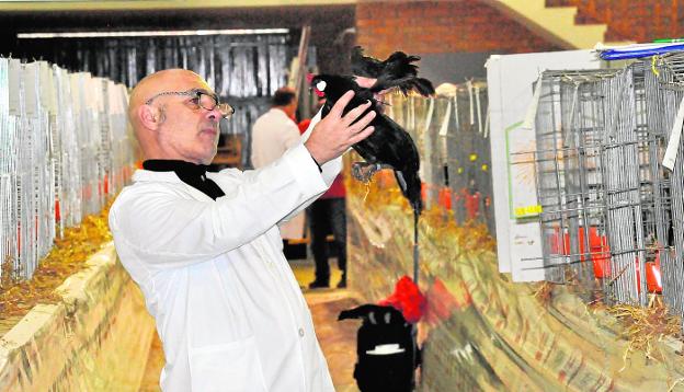 Gallinas y conejos en peligro de extinción