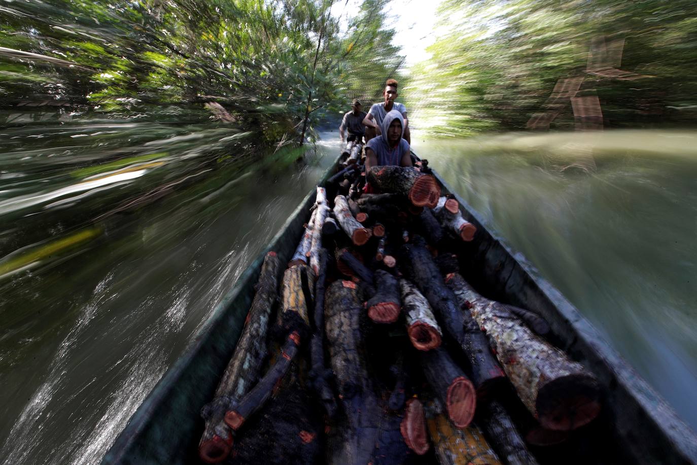 Supervivencia en el manglar