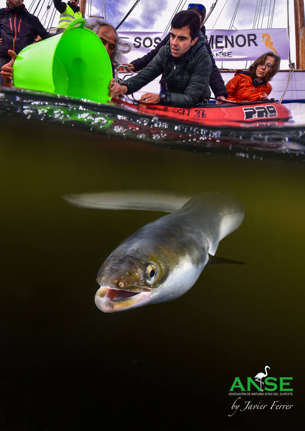 Marcaje de anguilas en el Mar Menor