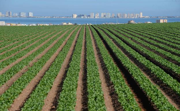 Celdrán pide que la ley del Mar Menor no se convierta en «una subasta»