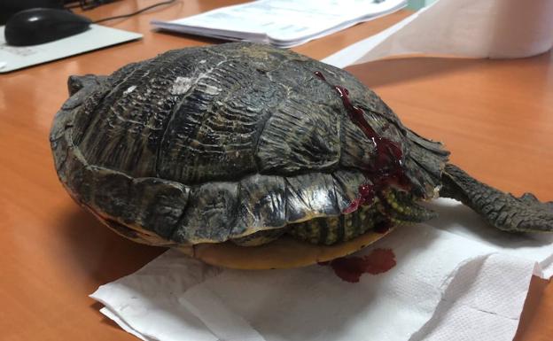 Encuentran una tortuga herida en el arcén de la A-7, a la altura de Espinardo