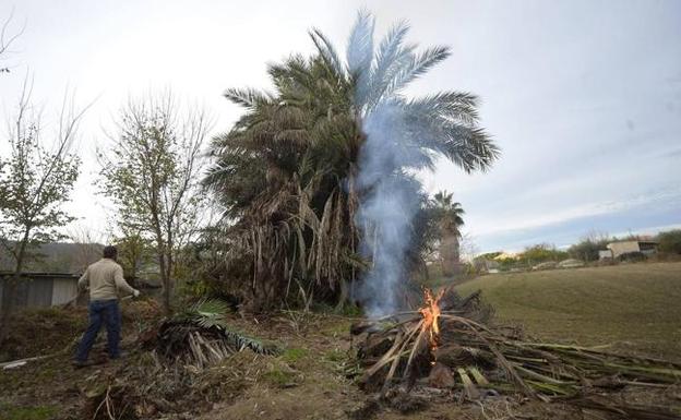 La Policía Local de Murcia redoblará los controles sobre las quemas de poda sin autorización