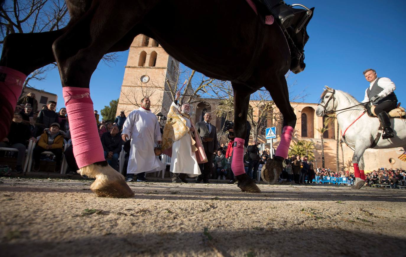 Animales bendecidos en Mallorca