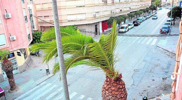 El picudo rojo aniquila en tres años la mitad de las palmeras de Cieza