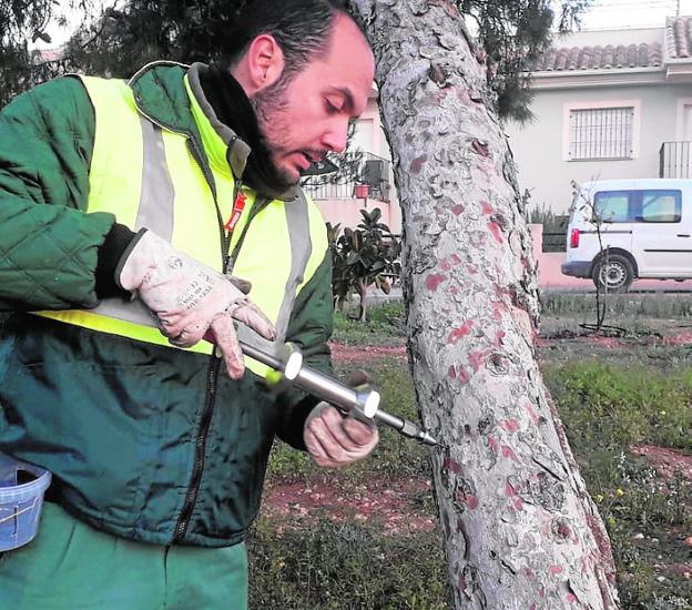 Tratan 55 pinadas en todo el municipio para frenar la procesionaria antes de primavera