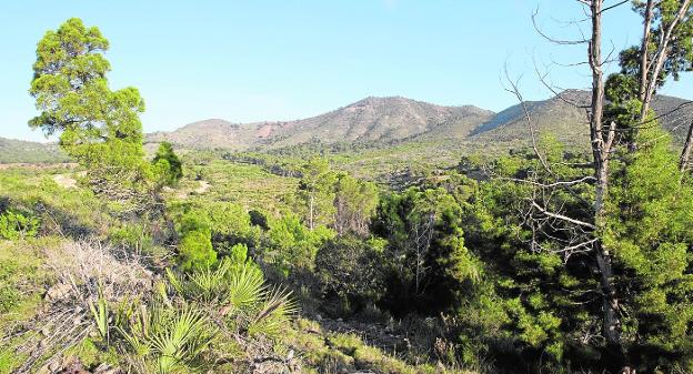 El 'tetraclinis' coge fuerza en Cenizas