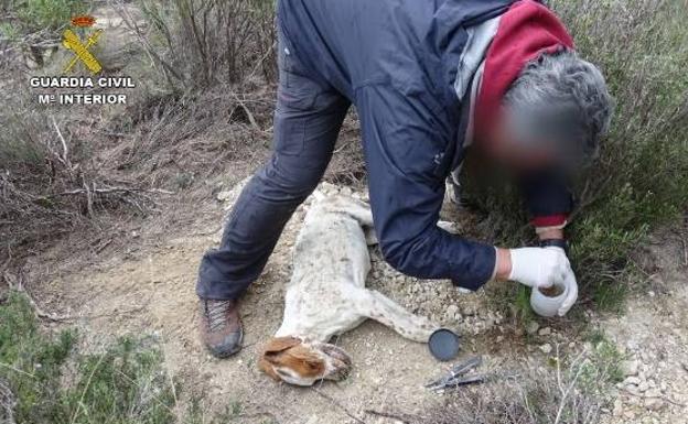 Investigan a 28 personas por el envenenamiento de centenares de animales en Murcia y otras provincias