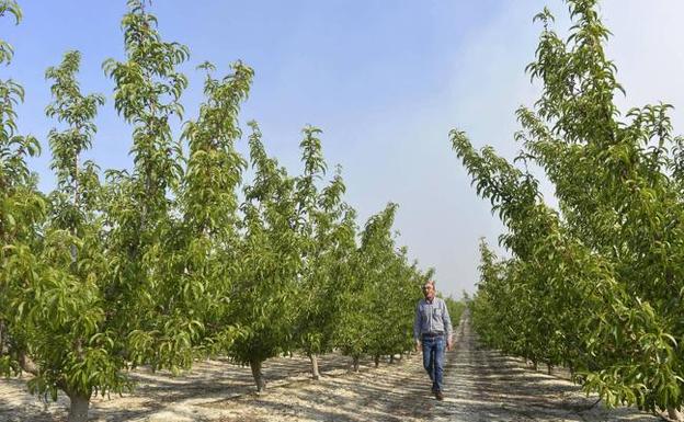 Campotéjar aplica un sistema de riego que ahorra un 30% de agua y abono en los frutales