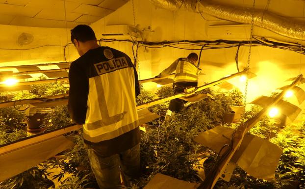 Desmantelan un invernadero con 115 plantas de marihuana en Javalí Nuevo