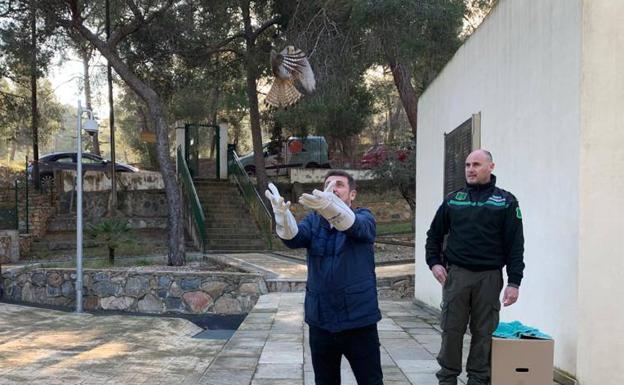 Liberan dos cernícalos en El Valle que fueron rescatados en Lorca y Torre Pacheco