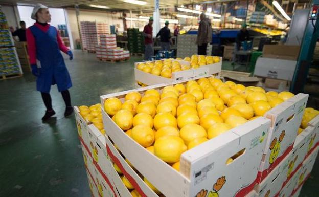 Los aranceles de Trump hunden las ventas del limón murciano en Estados Unidos