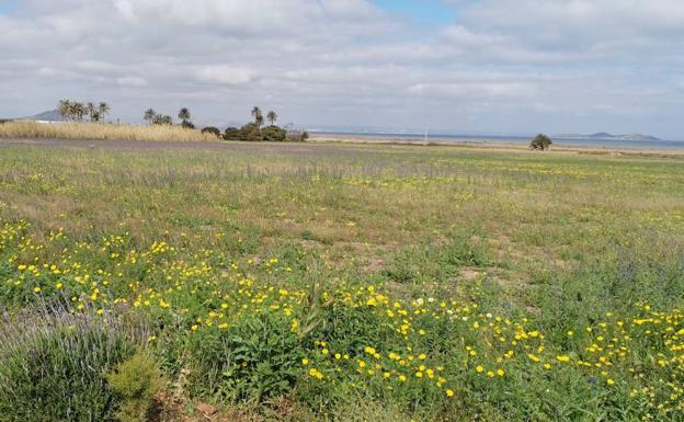 Medio Ambiente rechaza un cultivo de cítricos en el Mar Menor por su impacto «brutal»