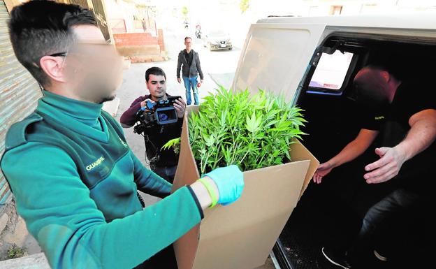 Golpe contra el cultivo de 'maría' en Llano de Brujas